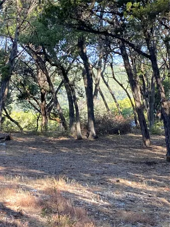 a view of a yard with a tree