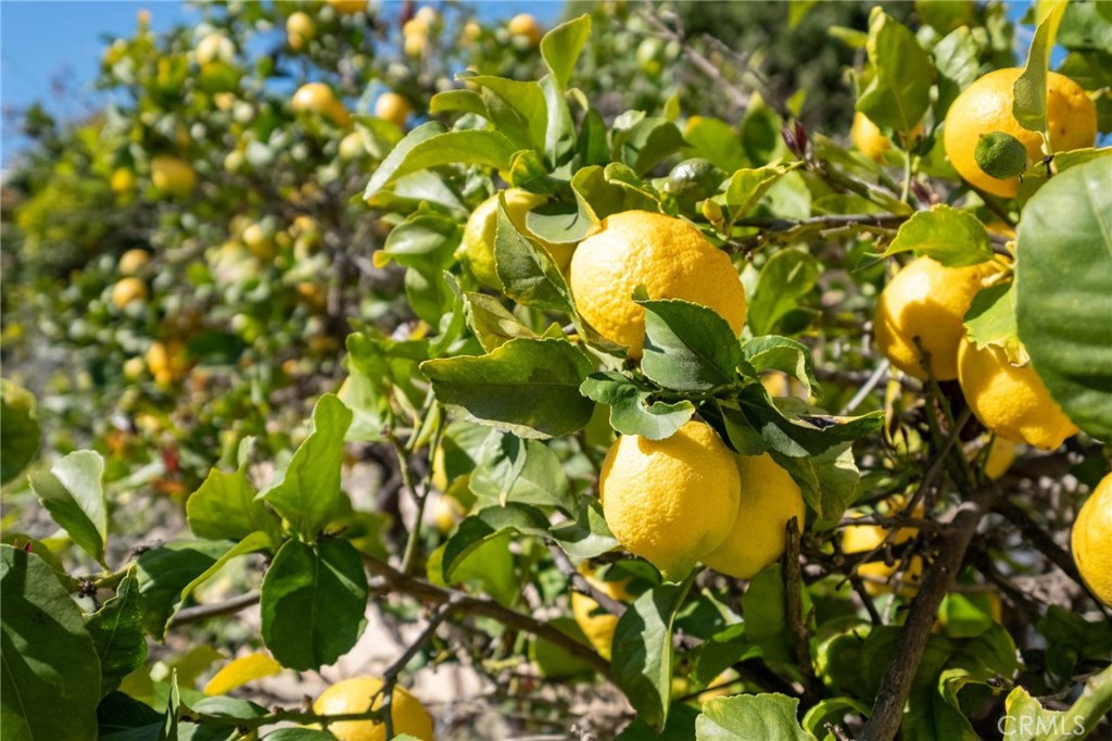 659 West 3rd Street San Pedro, CA 90731 - Photo 35 of 38 a view of tree