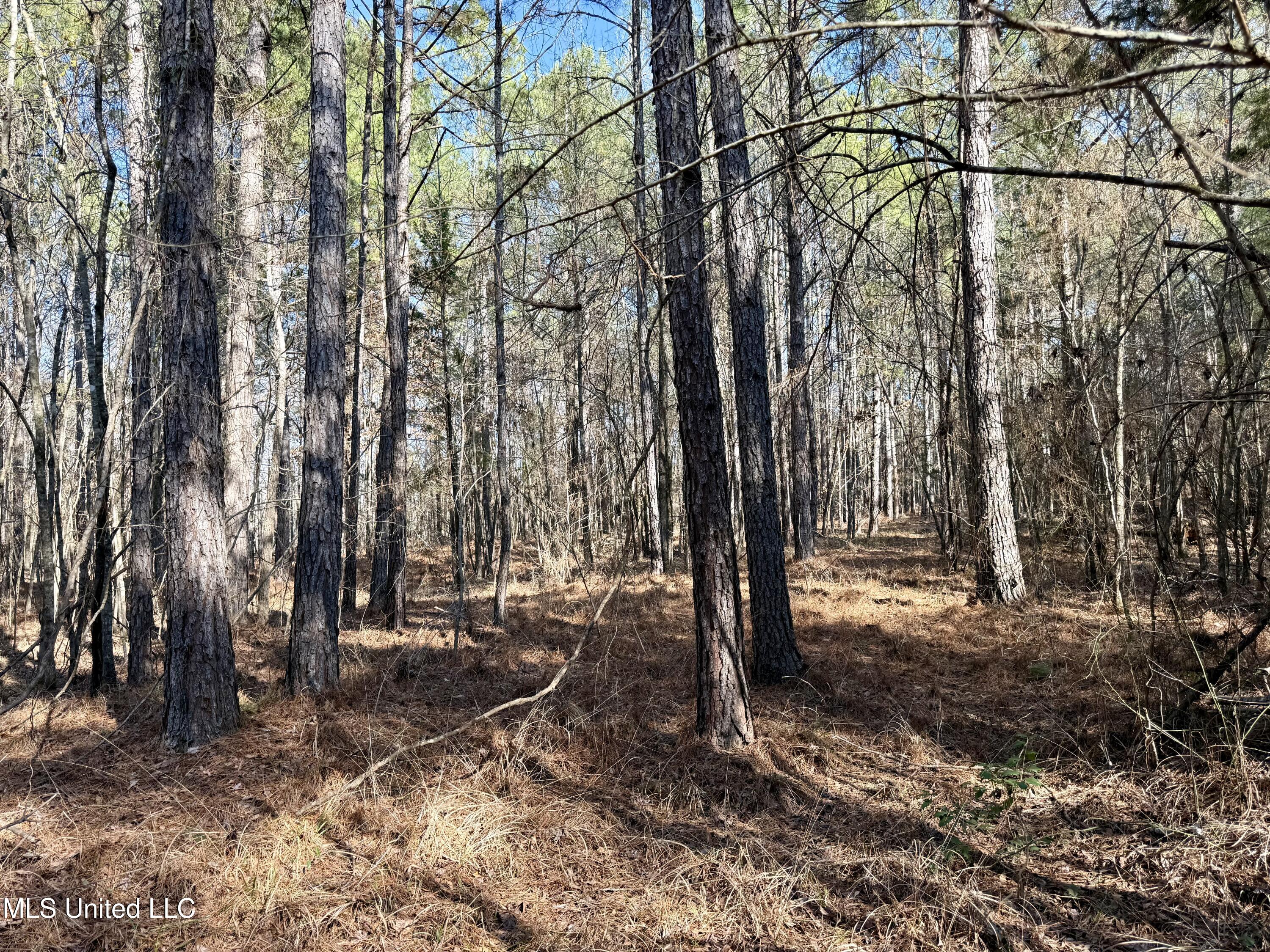 4136 Attala Road Sallis, MS 39160 - Photo 5 of 19 Photo Feb 13 2026, 2 24 20 PM