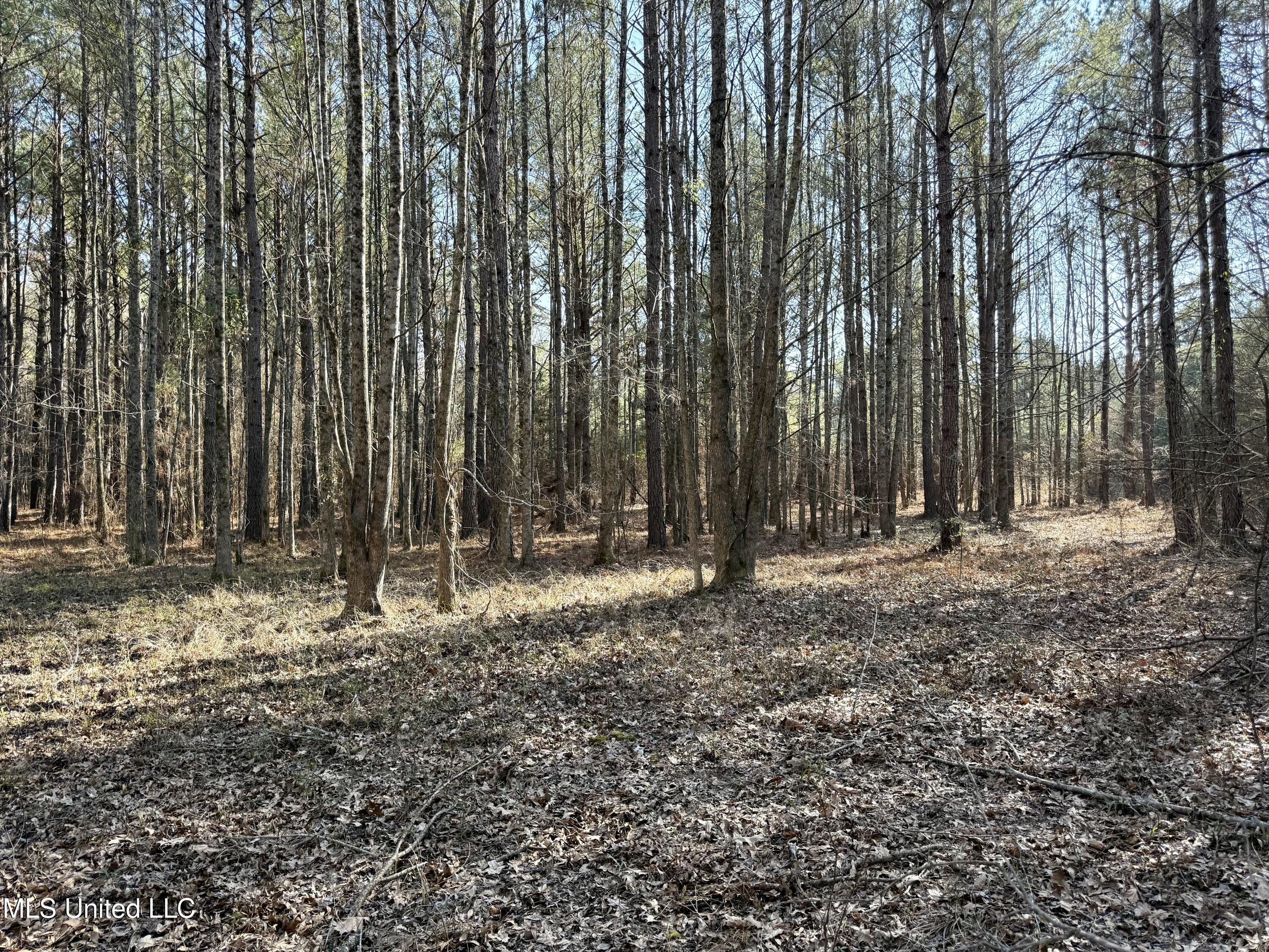 4136 Attala Road Sallis, MS 39160 - Photo 8 of 19 Photo Feb 13 2026, 2 35 04 PM