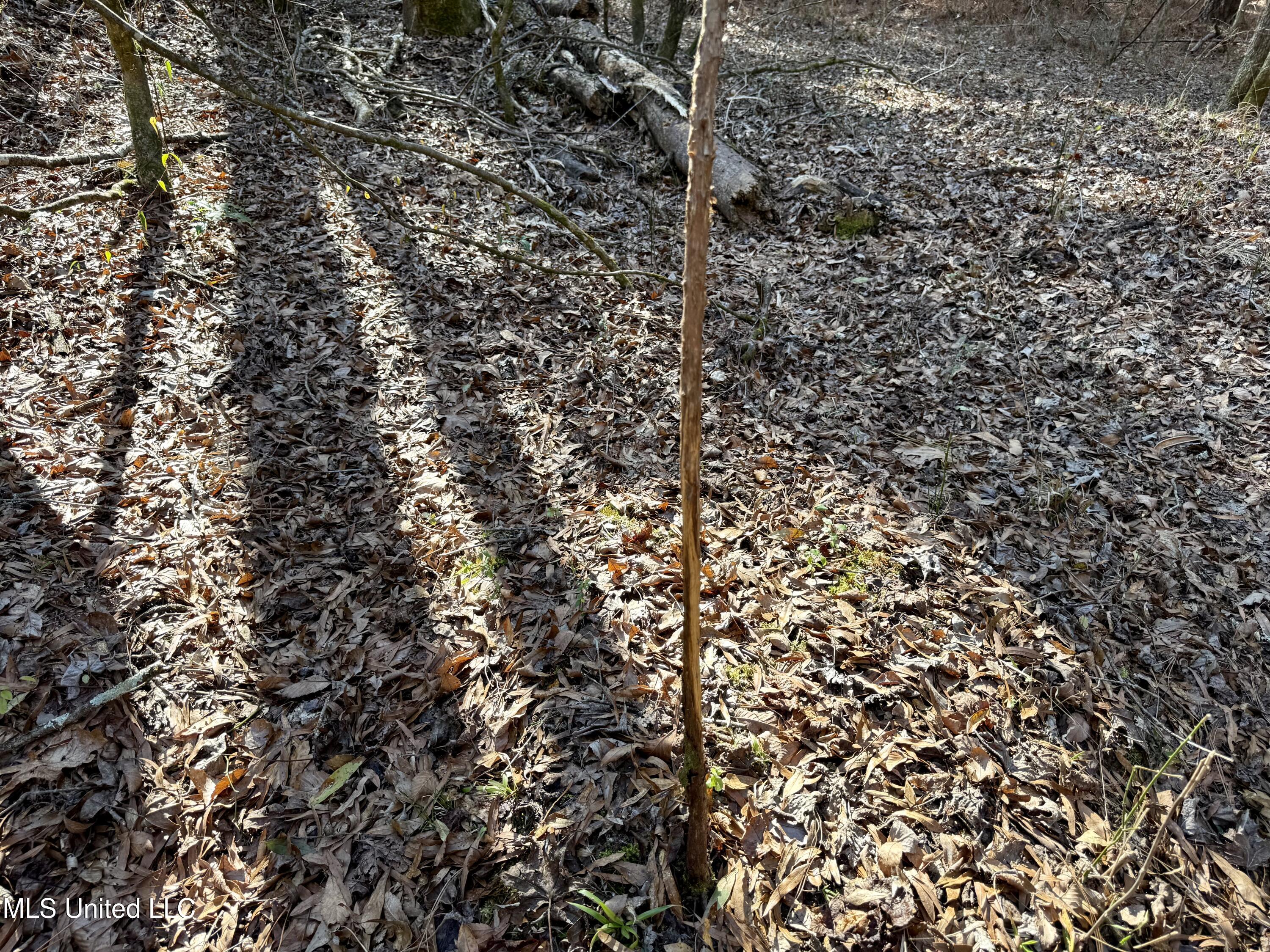 4136 Attala Road Sallis, MS 39160 - Photo 10 of 19 Photo Feb 13 2026, 2 21 53 PM