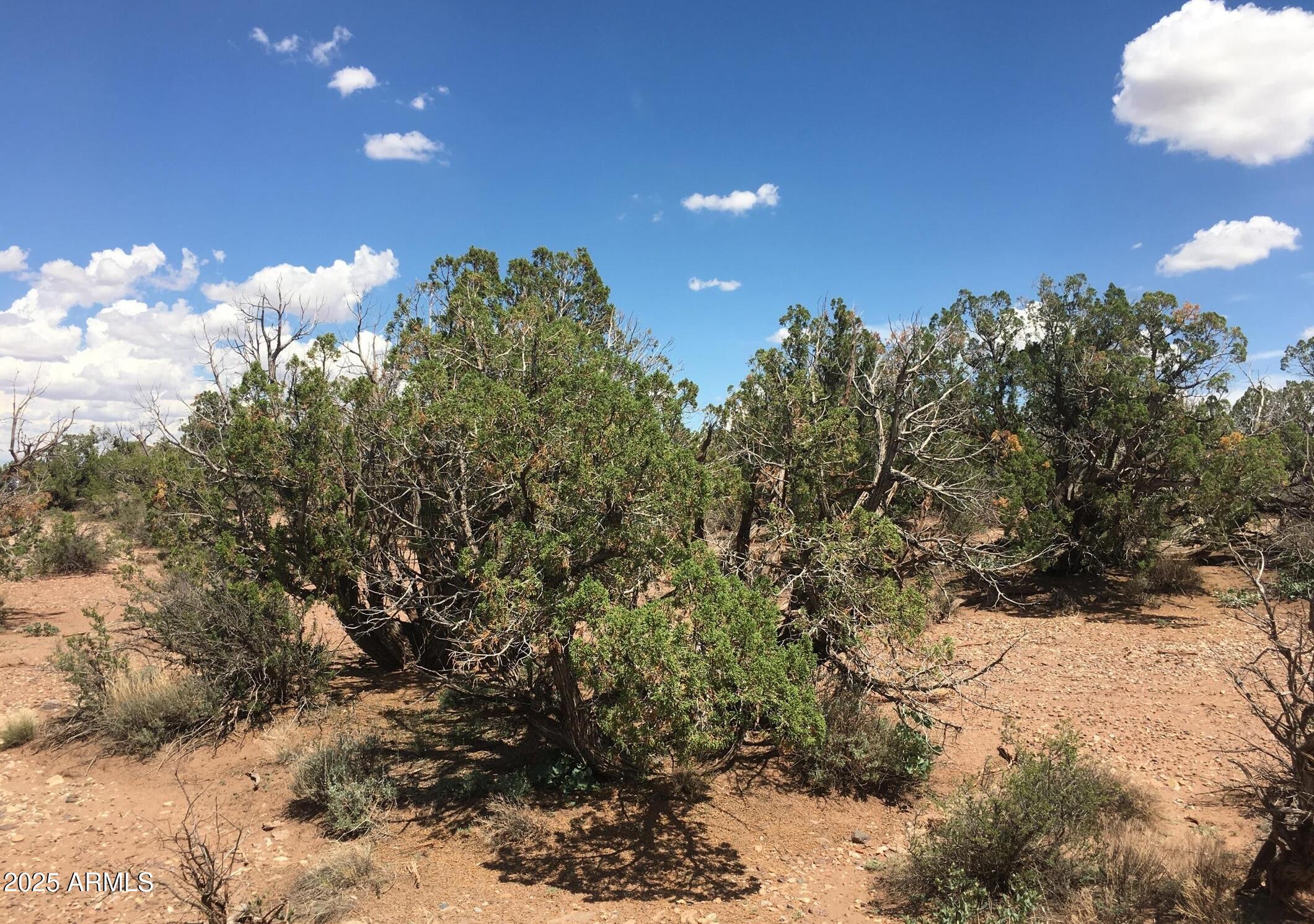 4266 Bunkhouse Road, Unit 6 Snowflake, AZ 85937 - Photo 2 of 9 a view of a bunch of trees in a yard