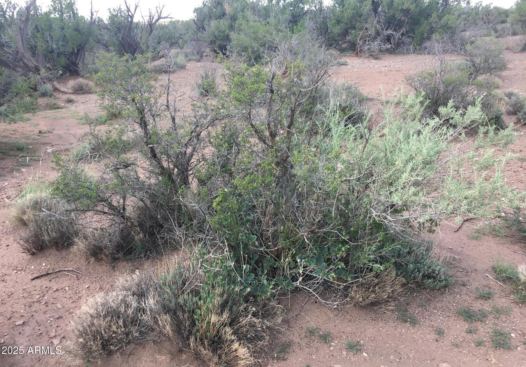 4266 Bunkhouse Road, Unit 6 Snowflake, AZ 85937 - Photo 5 of 9 a view of a forest with trees