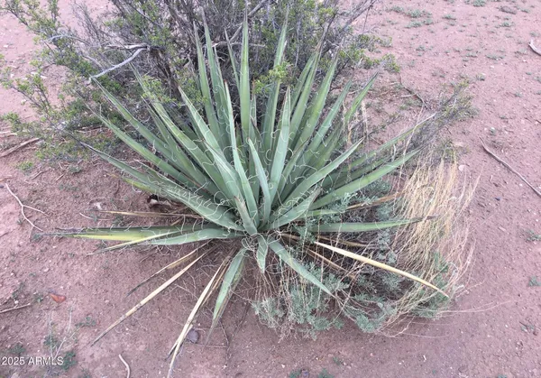 a view of a backyard with a tree