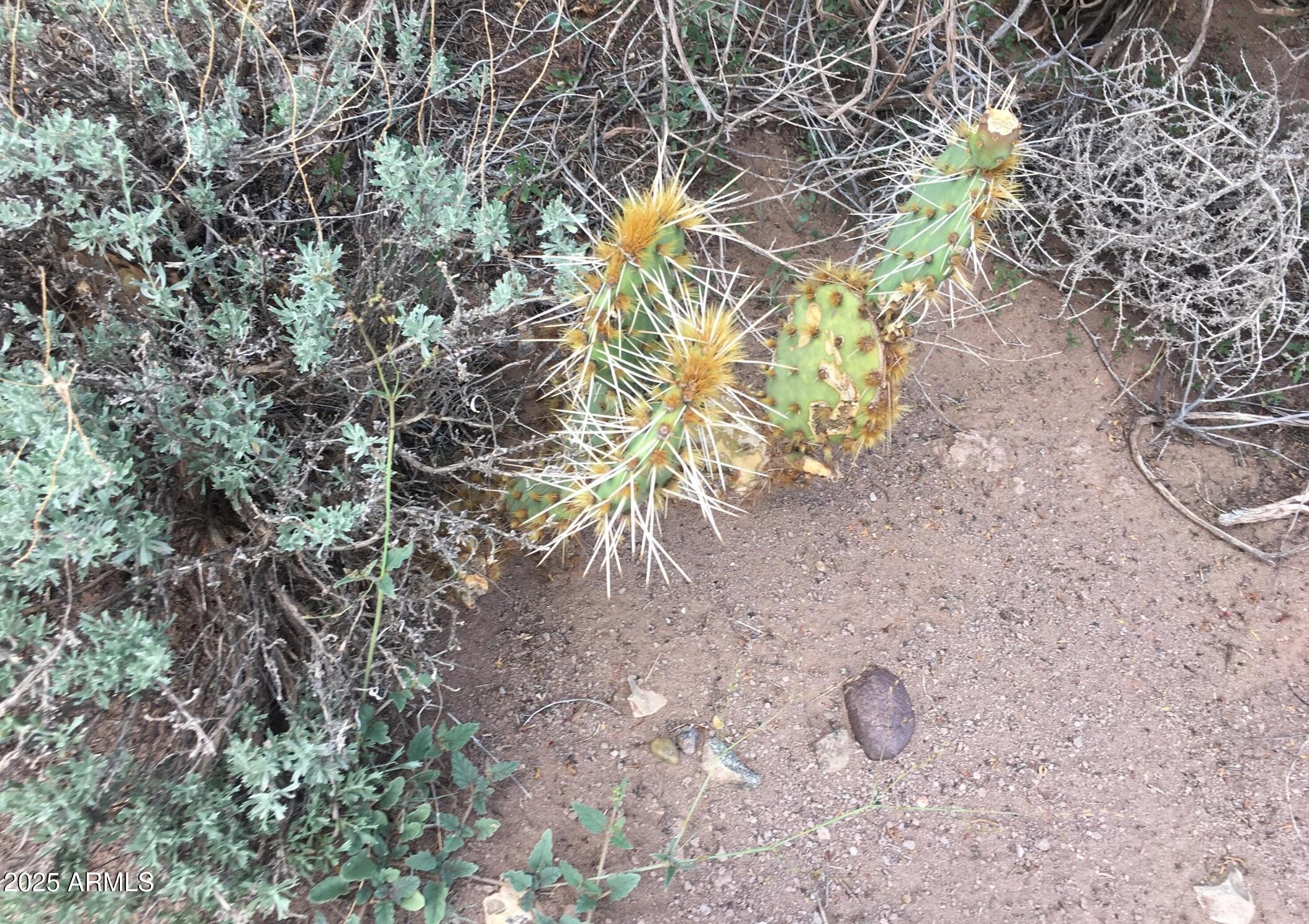 4266 Bunkhouse Road, Unit 6 Snowflake, AZ 85937 - Photo 7 of 9 a view of a plant with a tree