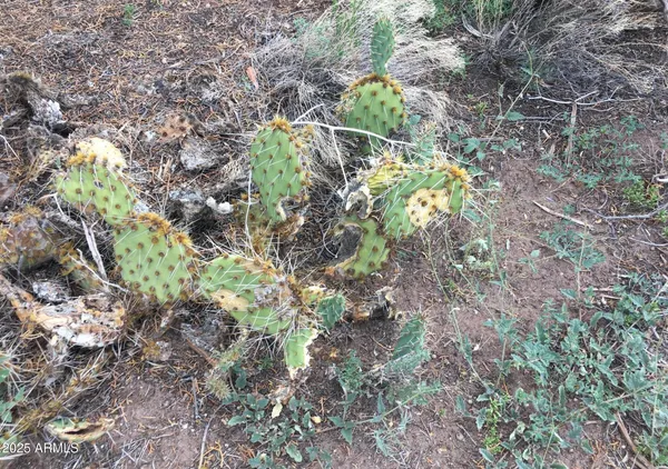 a backyard of a house
