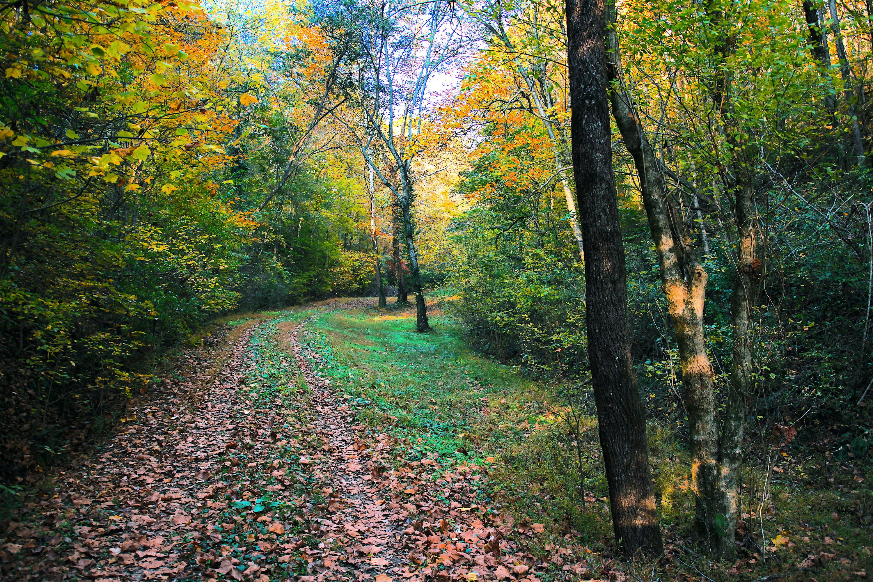 Dupont Road Seymour, TN 37865 - Photo 2 of 19 DupontRd_01 FALL
