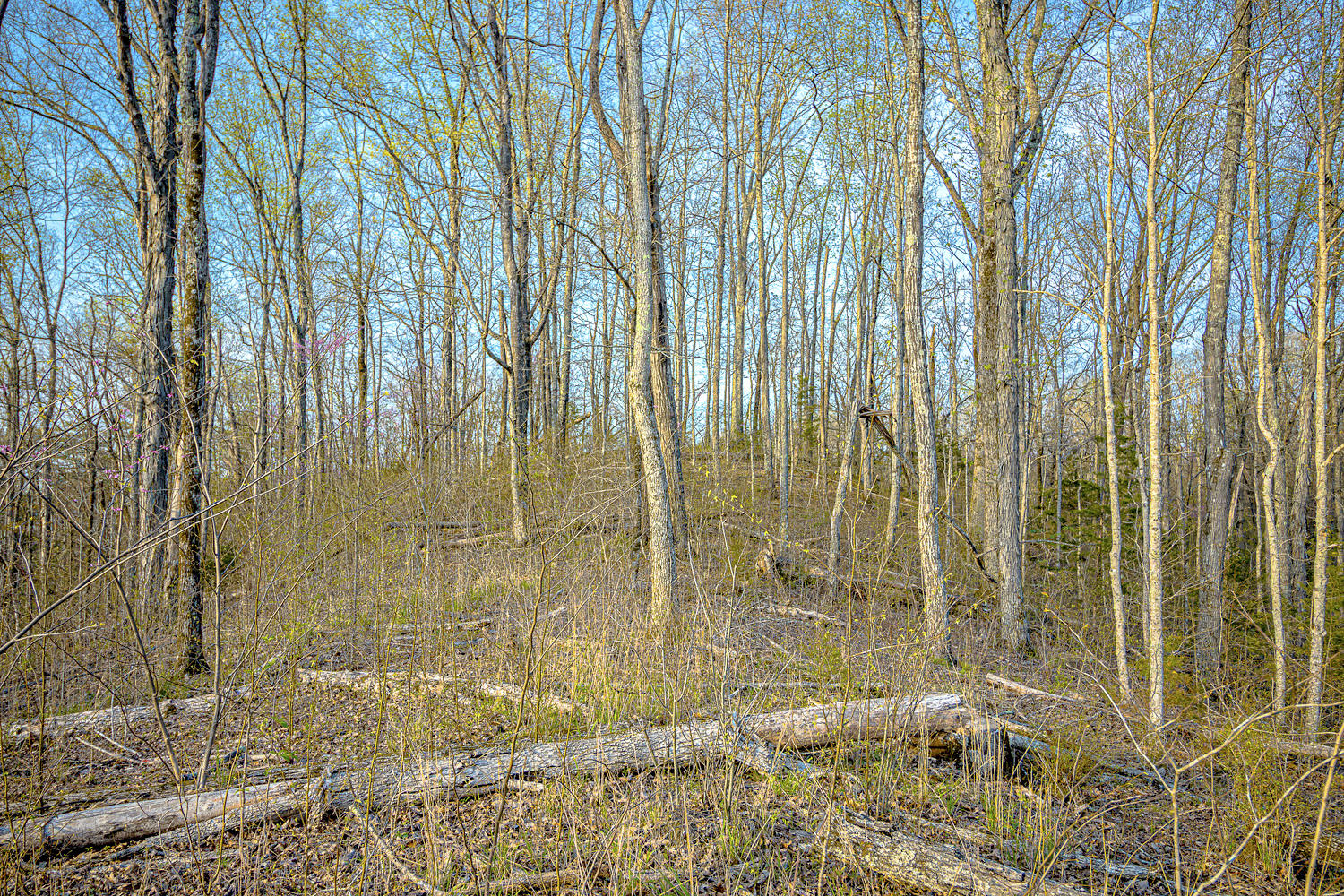 Dupont Road Seymour, TN 37865 - Photo 12 of 19 DupontRd_10