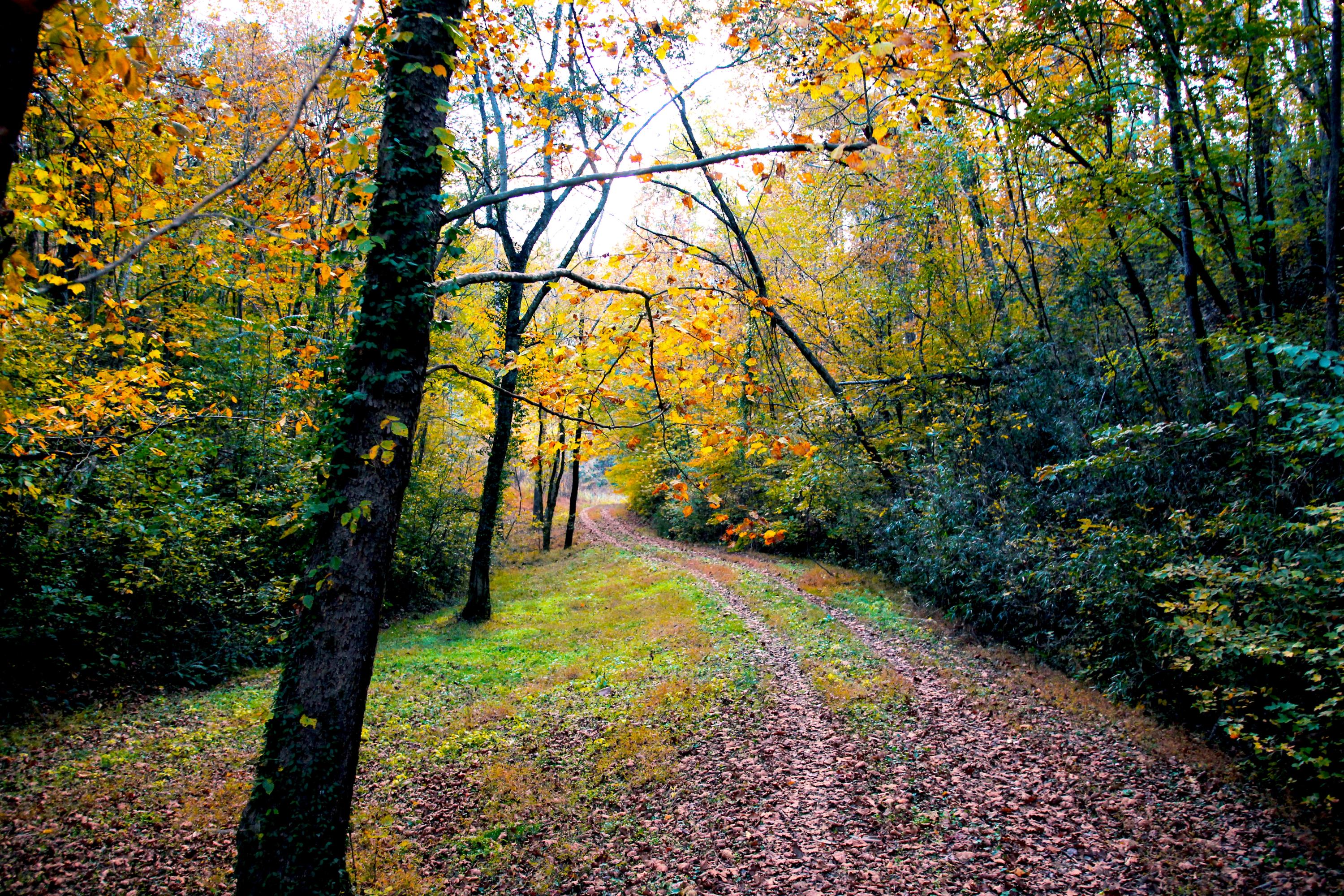 Dupont Road Seymour, TN 37865 - Photo 4 of 19 DupontRd_04 FALL