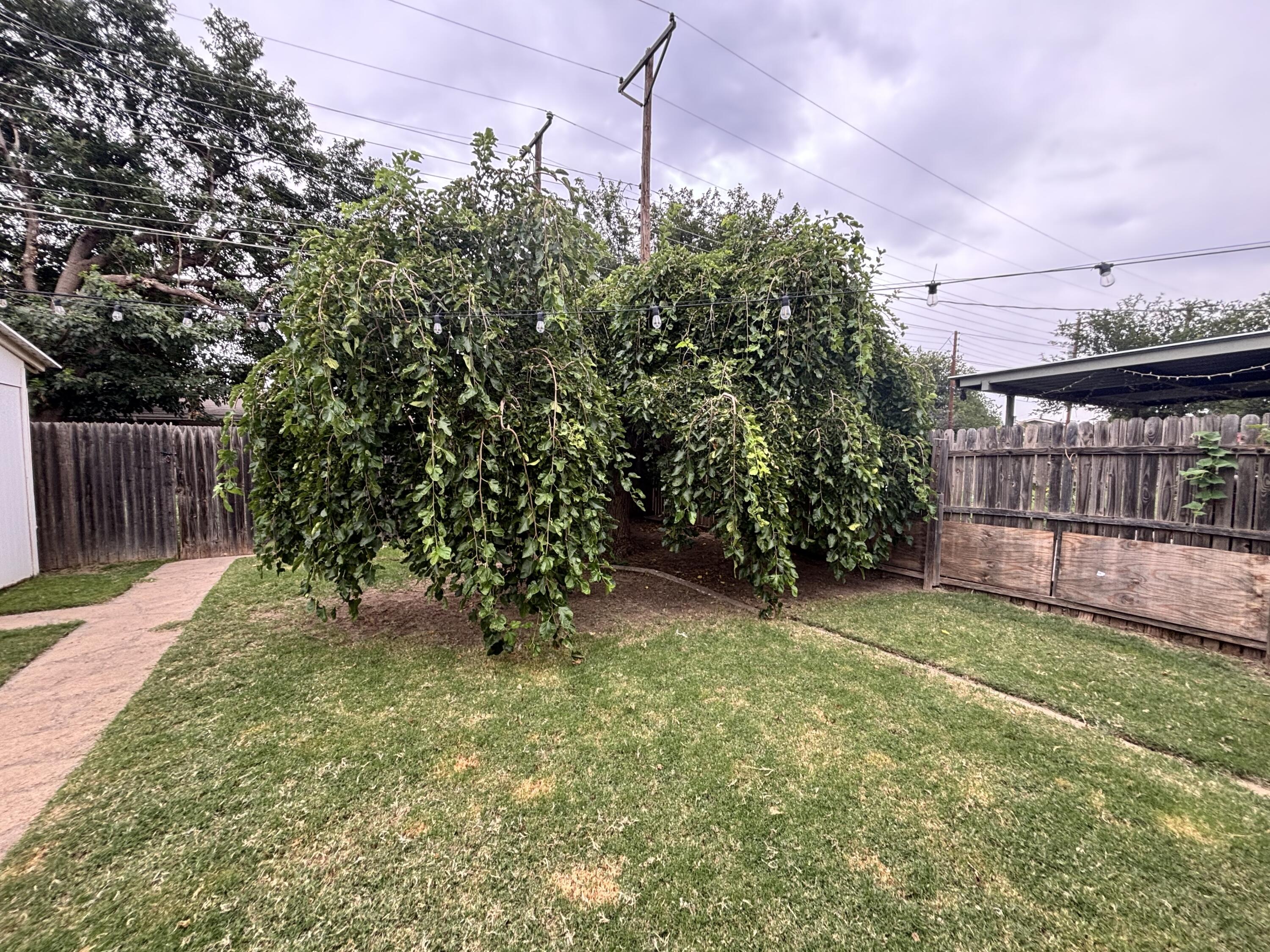 5424 33rd Street Lubbock, TX 79407 - Photo 23 of 25 33rd Tree