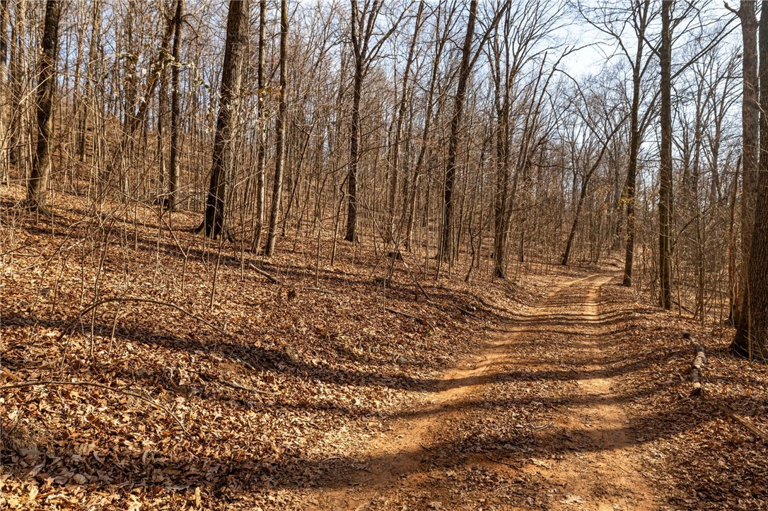 10557 North Devils Den Road Winslow, AR 72959 - Photo 51 of 60 View of nature