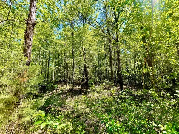 a view of outdoor space and trees