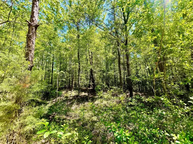 a view of outdoor space and trees