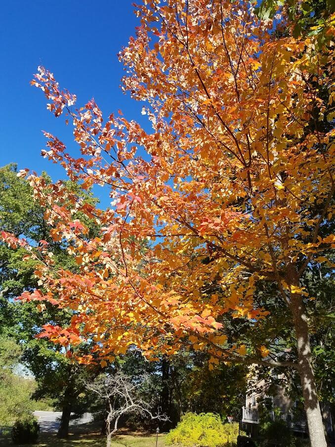 6 Chamberlain Road Scarborough, ME 04074 - Photo 54 of 60 fall