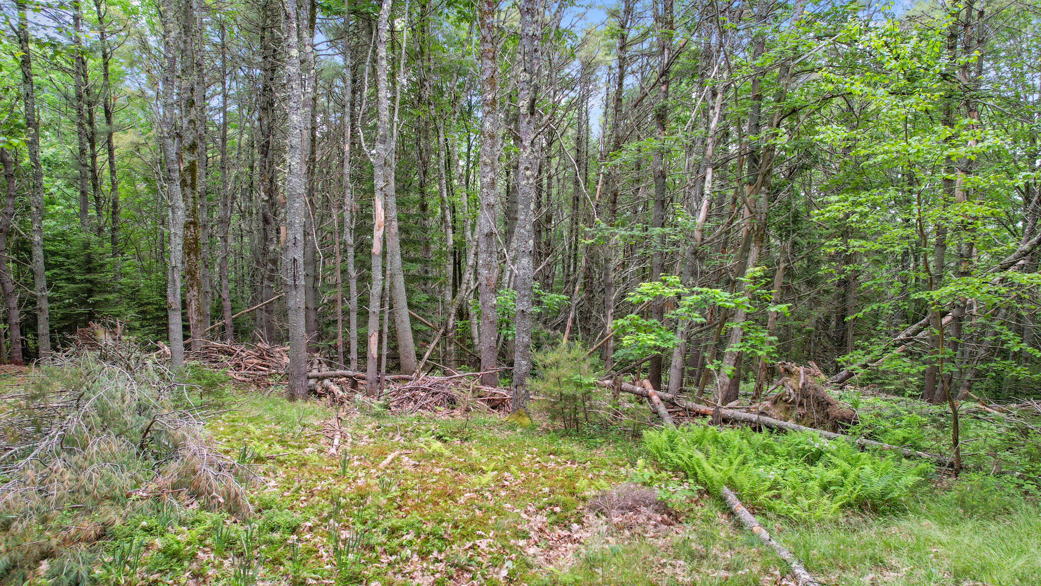 0 Front Ridge Road Orland, ME 04472 - Photo 13 of 17 00 Front Ridge Road, Orland, ME 04472
