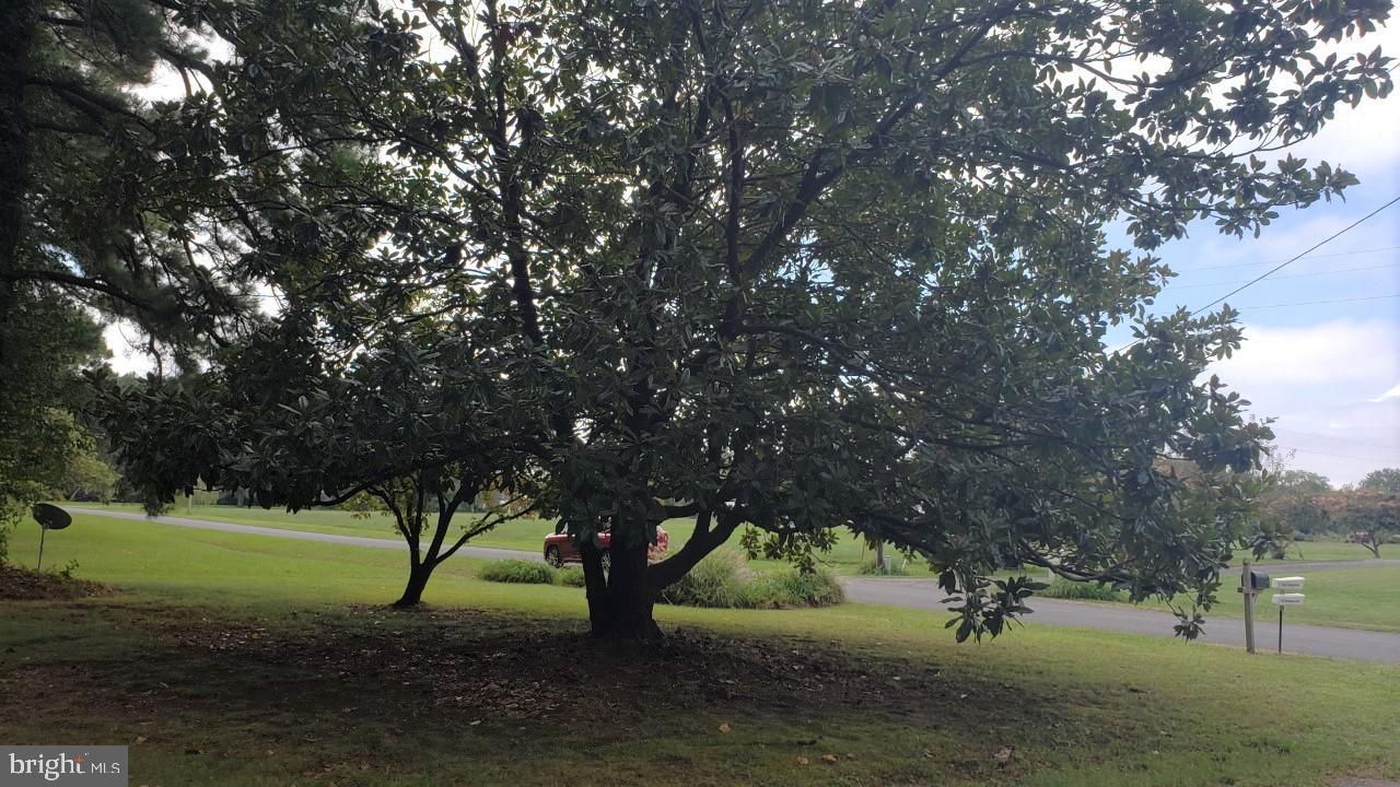 16248 Millers Wharf Road Ridge, MD 20680 - Photo 3 of 41 Beautiful Mature Magnolia Tree