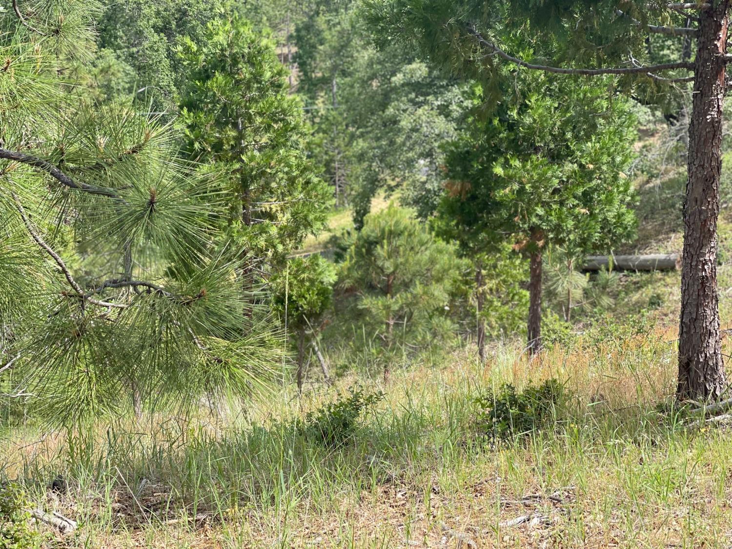 26 Timberview Road North Fork, CA 93643 - Photo 3 of 6 Gallery Image 3