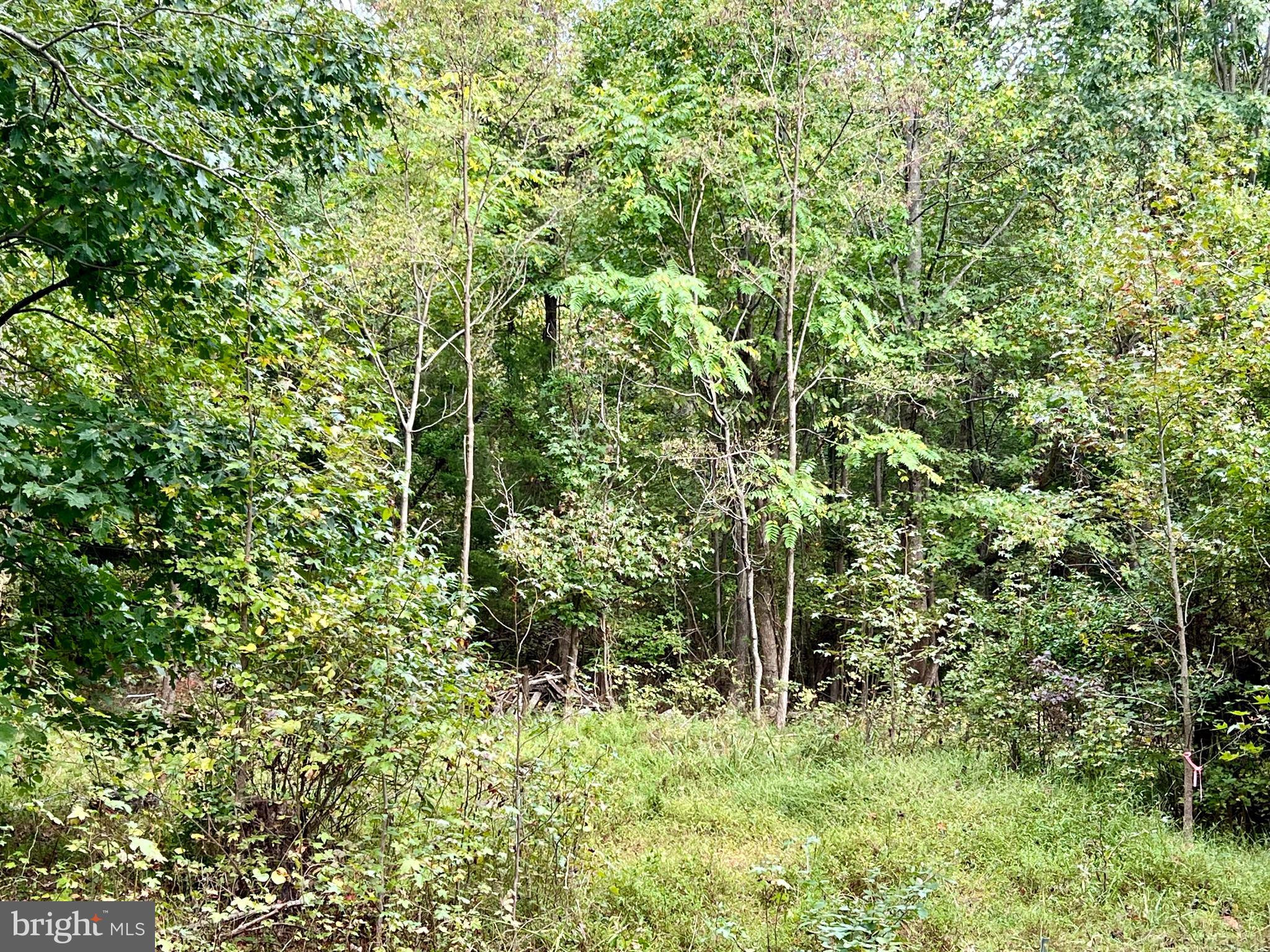 159 Boothhaven Lane Owings, MD 20736 - Photo 3 of 8 a view of a lush green forest