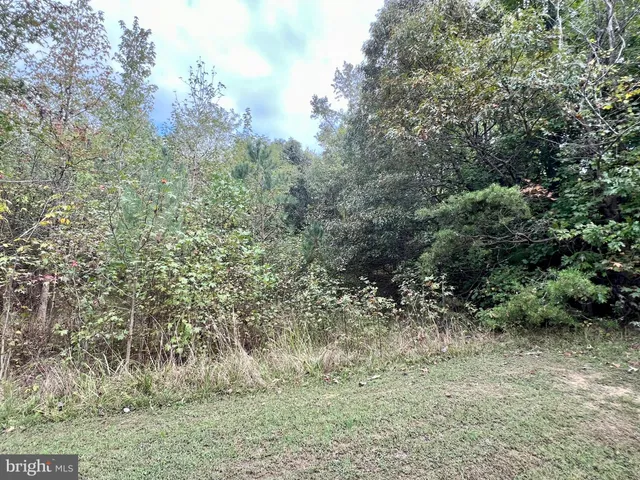 a view of a forest with lots of trees