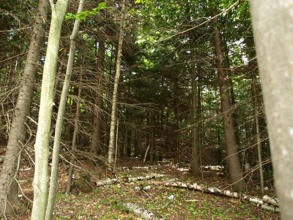900.1 Morse Road Jay, VT 05859 - Photo 4 of 8 Gallery Image 4