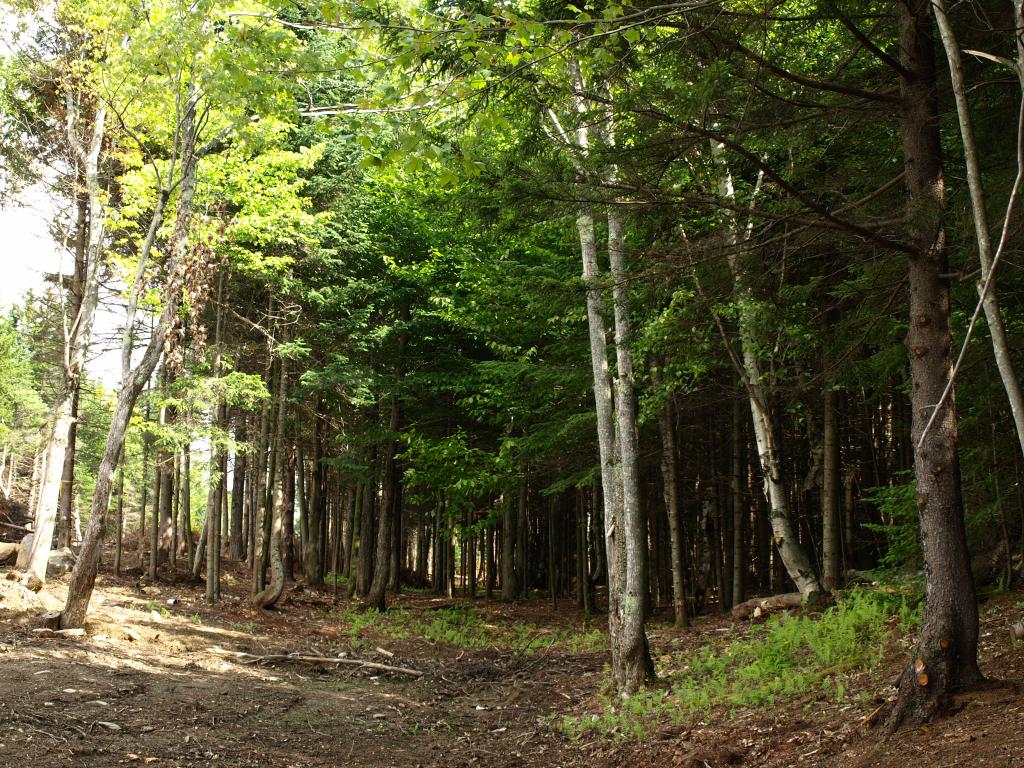 900.1 Morse Road Jay, VT 05859 - Photo 6 of 8 Gallery Image 6