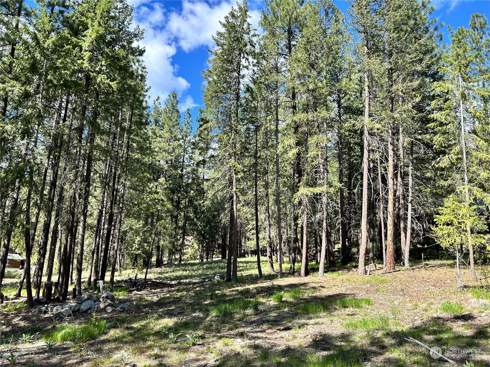 7 Mustard Mountain Road Winthrop, WA 98862 - Photo 16 of 27 a view of a yard with a tree
