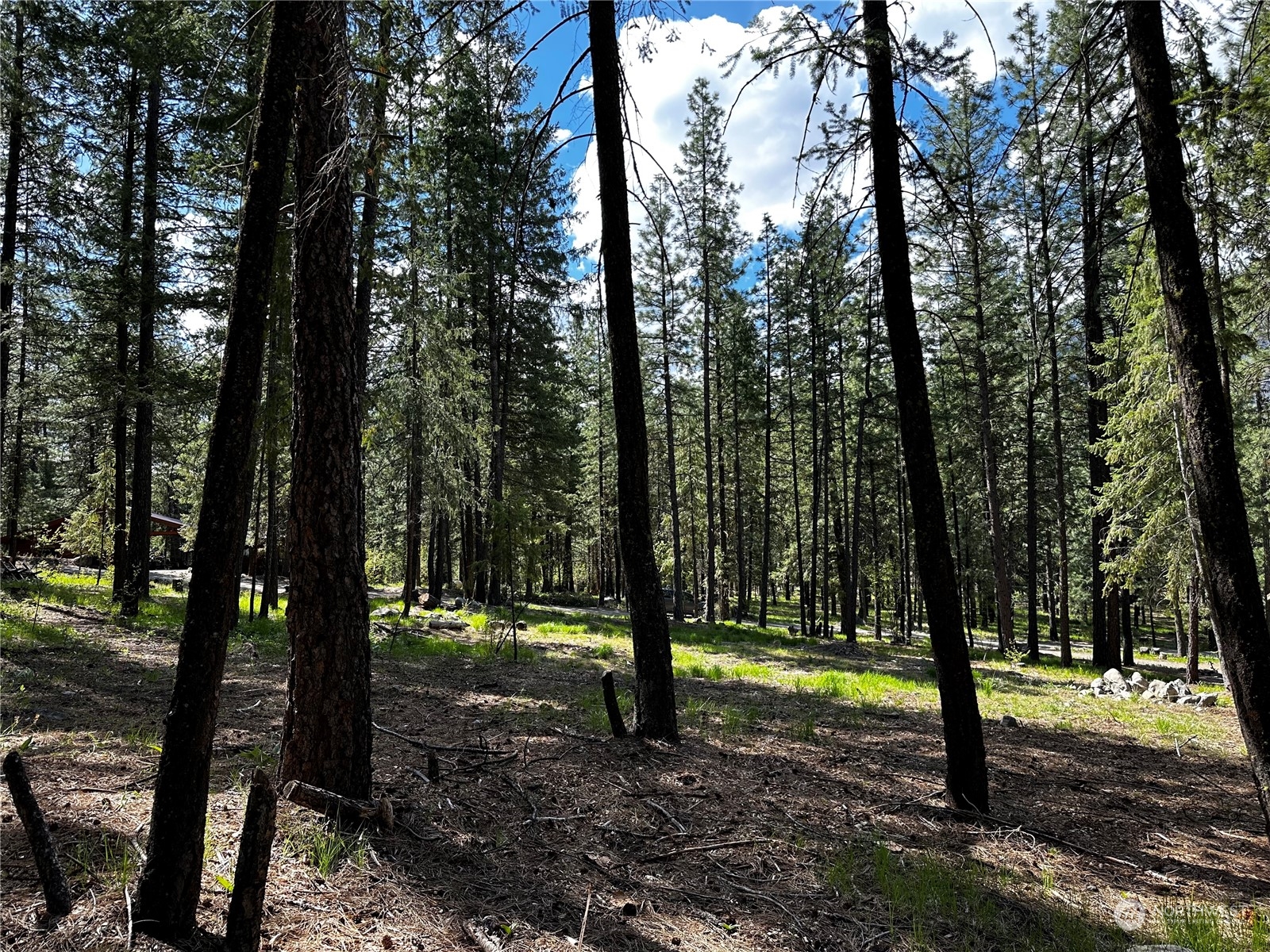 7 Mustard Mountain Road Winthrop, WA 98862 - Photo 20 of 27 a view of outdoor space with trees