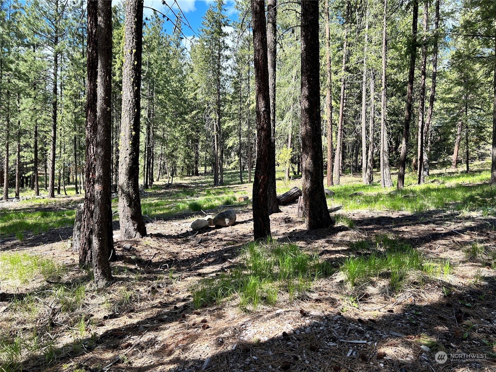7 Mustard Mountain Road Winthrop, WA 98862 - Photo 2 of 27 a view of a park that has large trees and a lots of trees