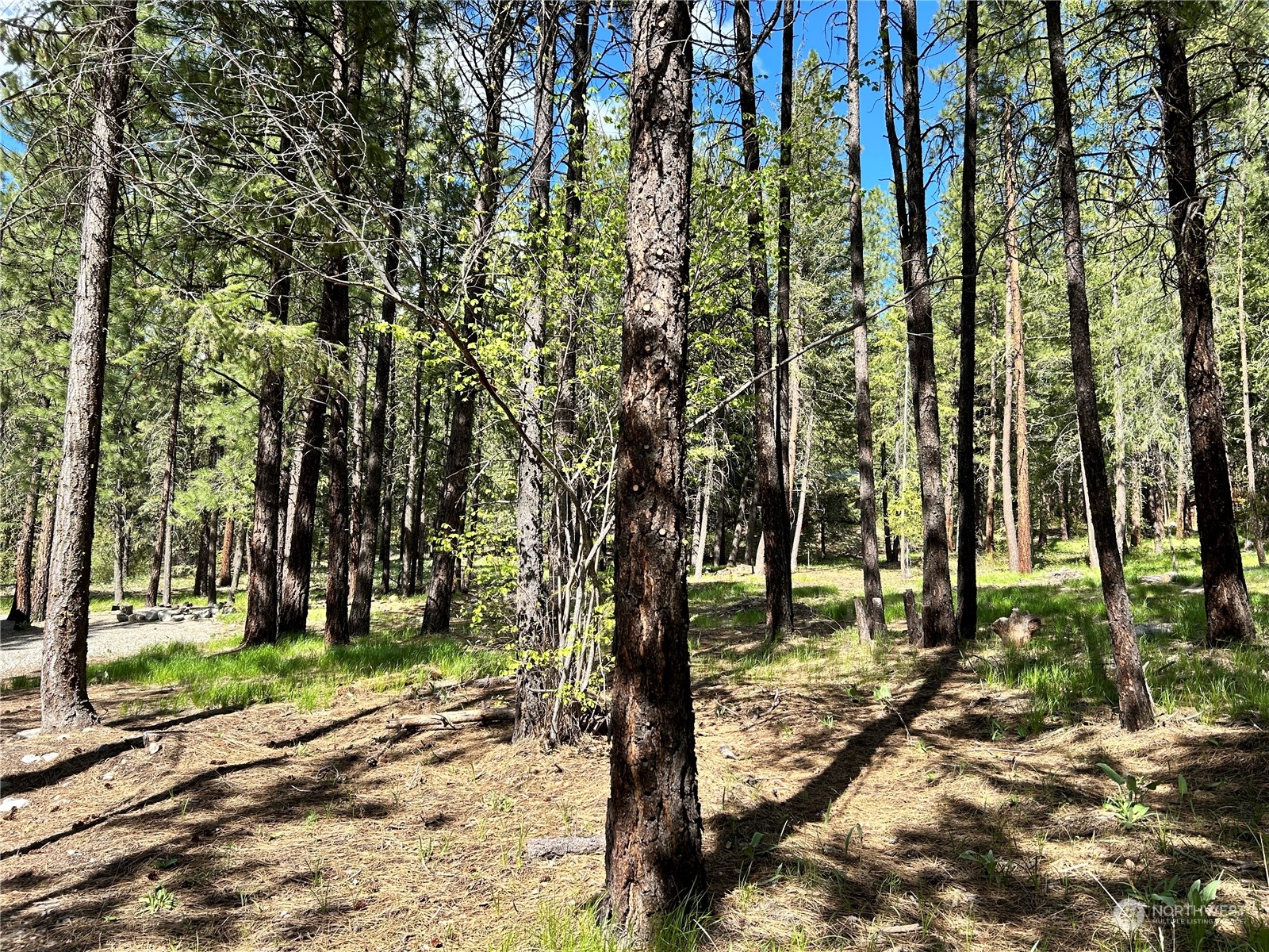 7 Mustard Mountain Road Winthrop, WA 98862 - Photo 25 of 27 a view of outdoor space with trees