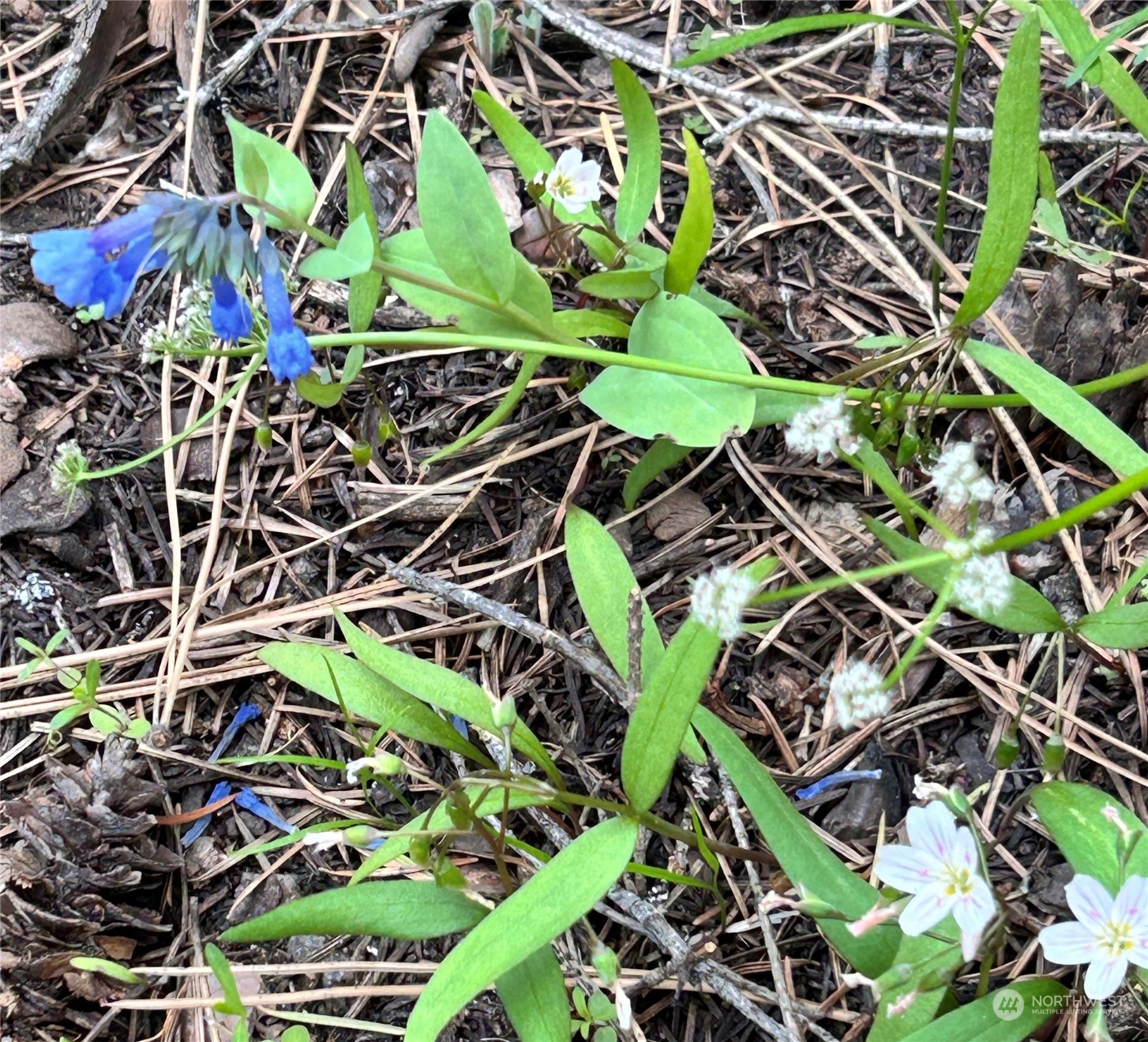 7 Mustard Mountain Road Winthrop, WA 98862 - Photo 27 of 27 a plant with lots of flowers