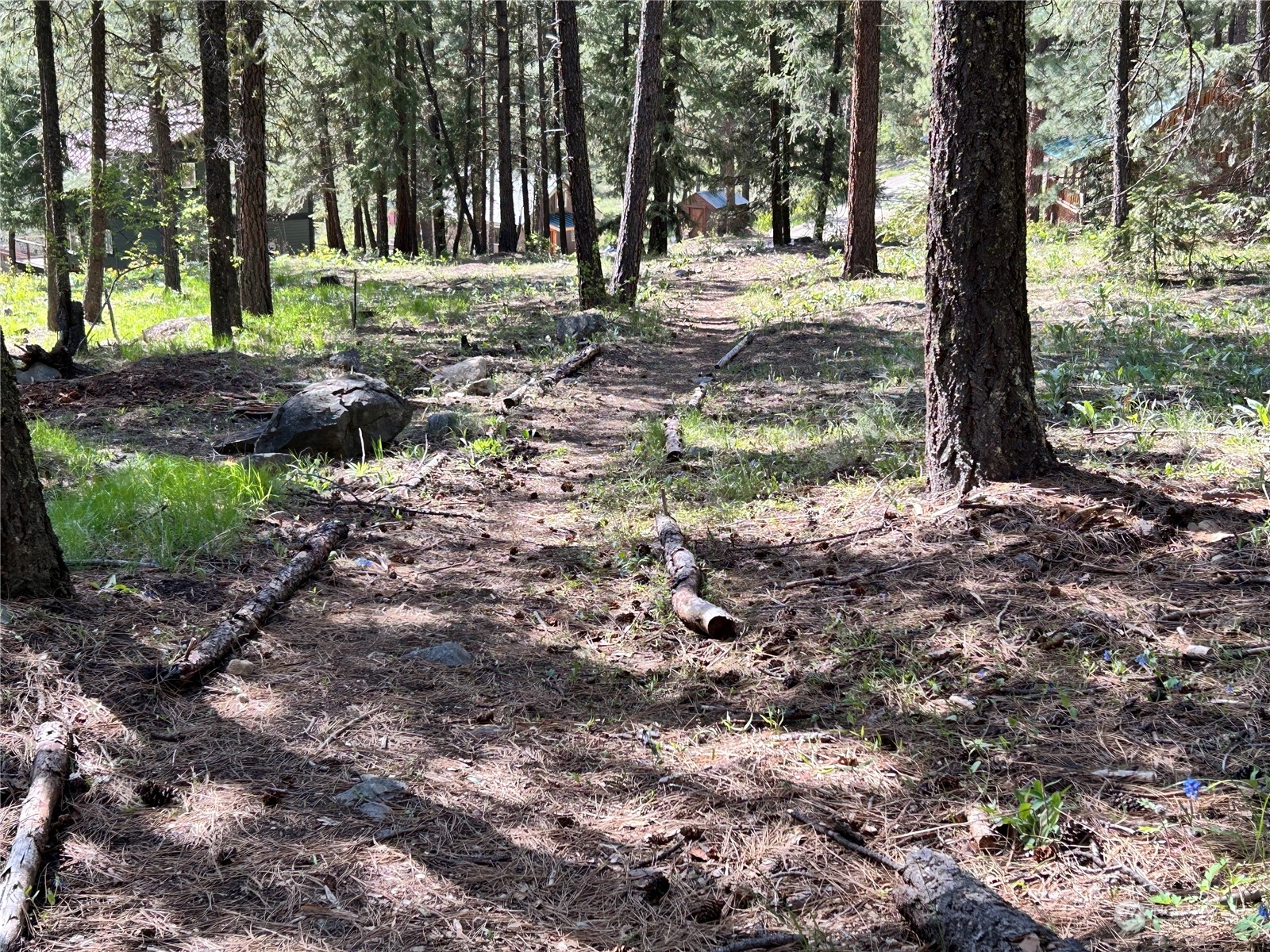 7 Mustard Mountain Road Winthrop, WA 98862 - Photo 4 of 27 a view of outdoor space with trees