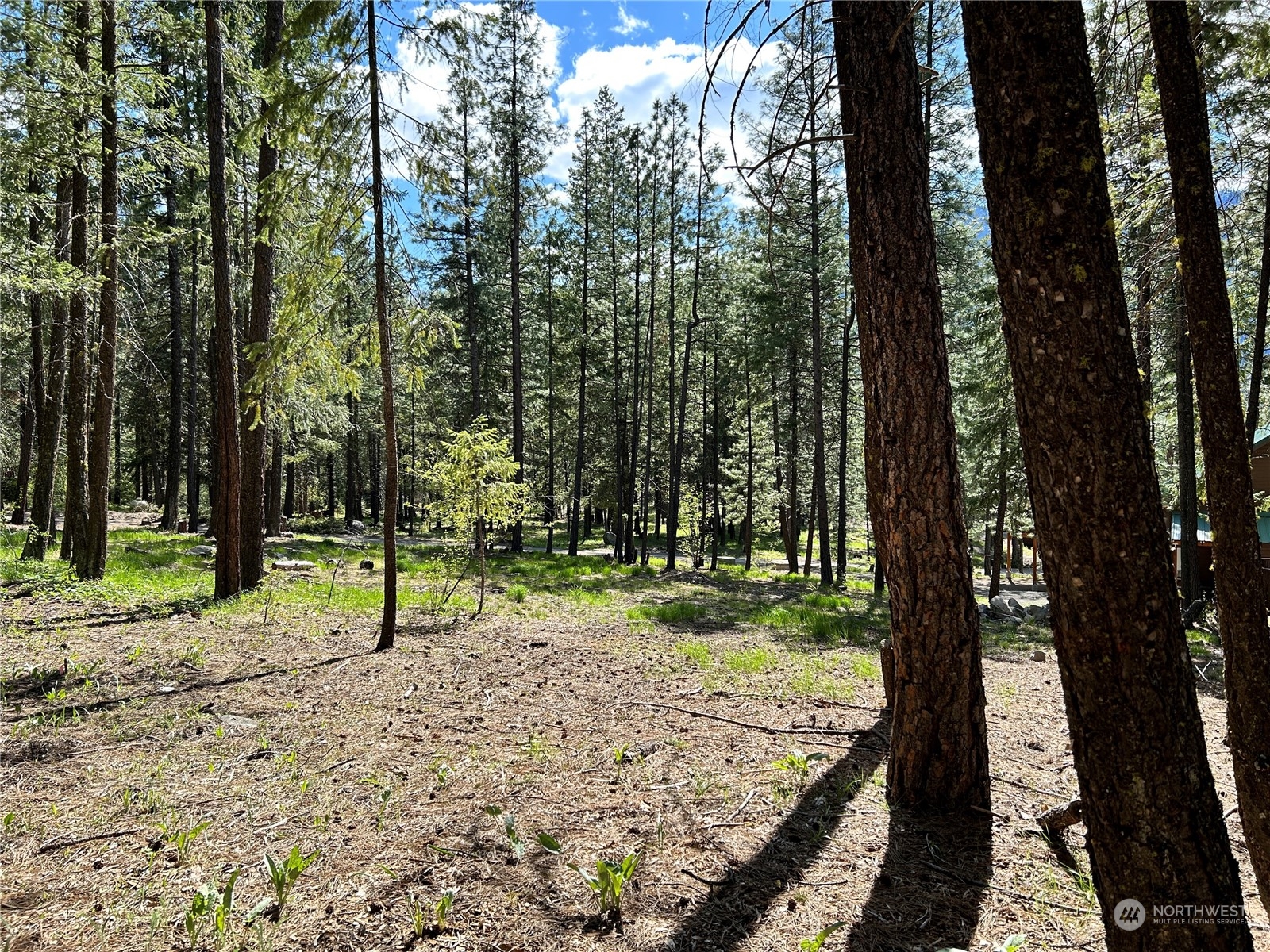 7 Mustard Mountain Road Winthrop, WA 98862 - Photo 8 of 27 a view of a yard with a tree