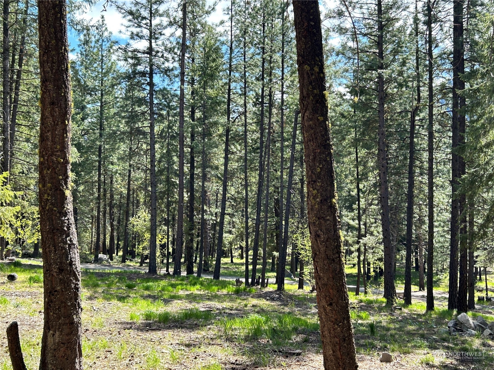 7 Mustard Mountain Road Winthrop, WA 98862 - Photo 9 of 27 a view of a trees in a yard