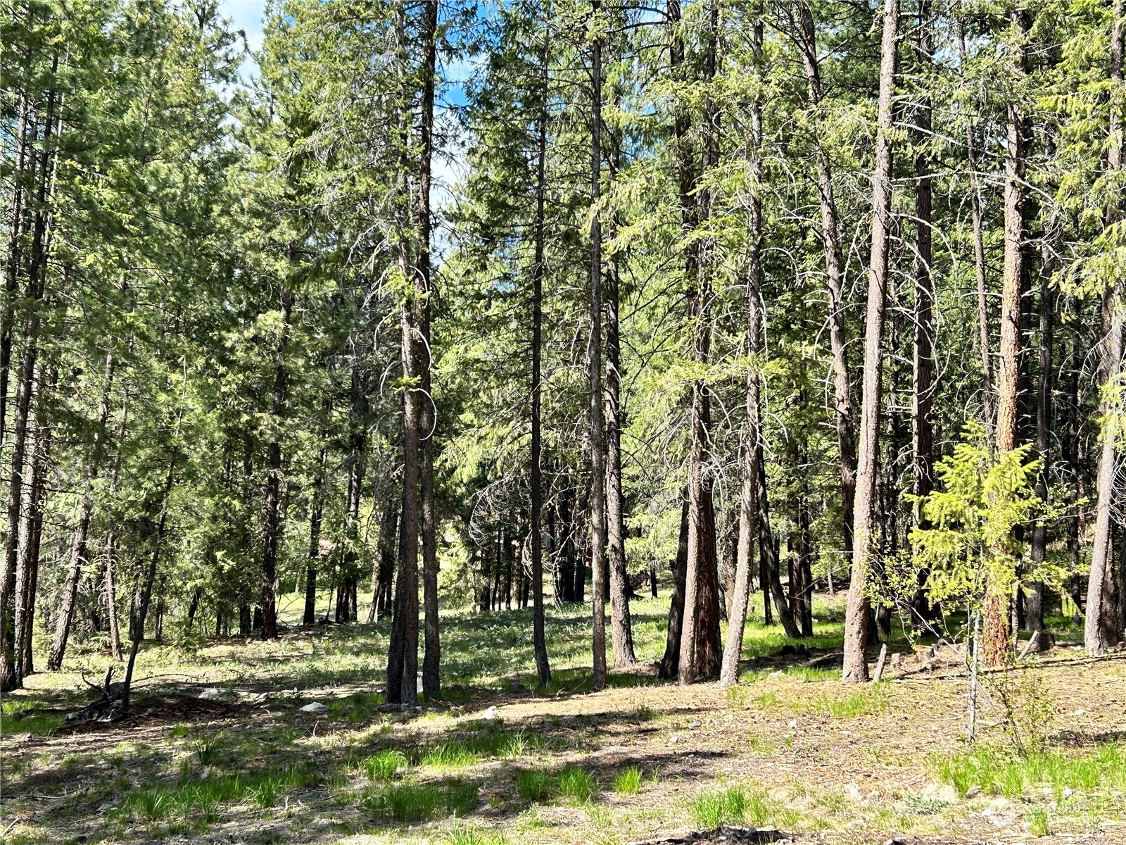 7 Mustard Mountain Road Winthrop, WA 98862 - Photo 10 of 27 a view of outdoor space with trees