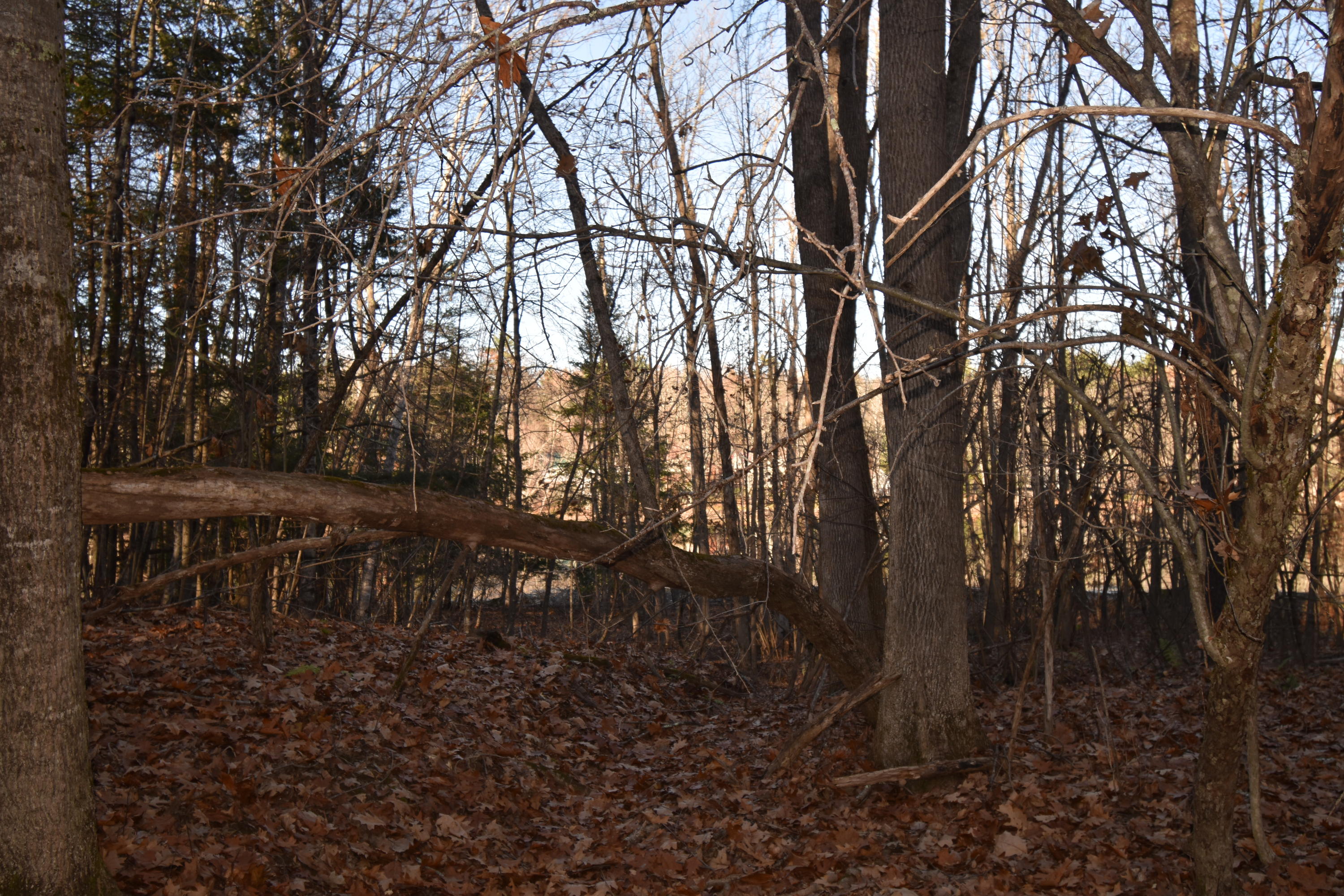 0 Lunts Hill Road Litchfield, ME 04350 - Photo 62 of 80 DSC_0904