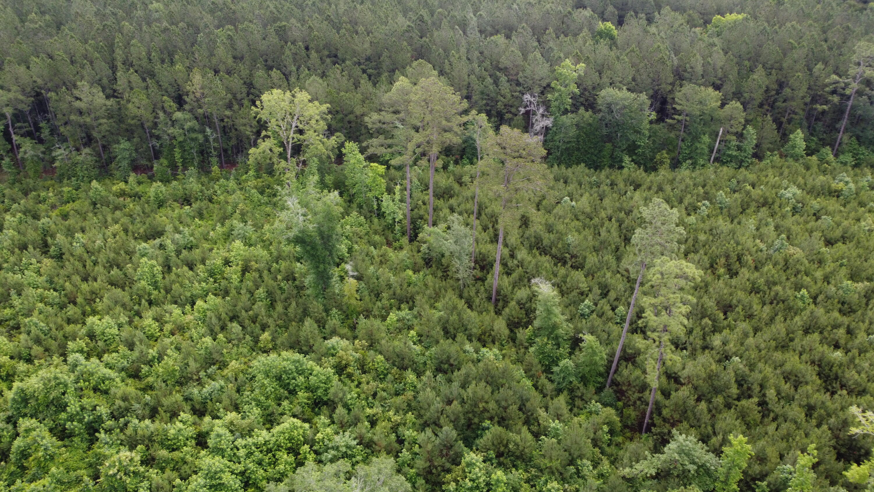 126 Batten Way Ridgeville, SC 29472 - Photo 20 of 25 DJI_0522