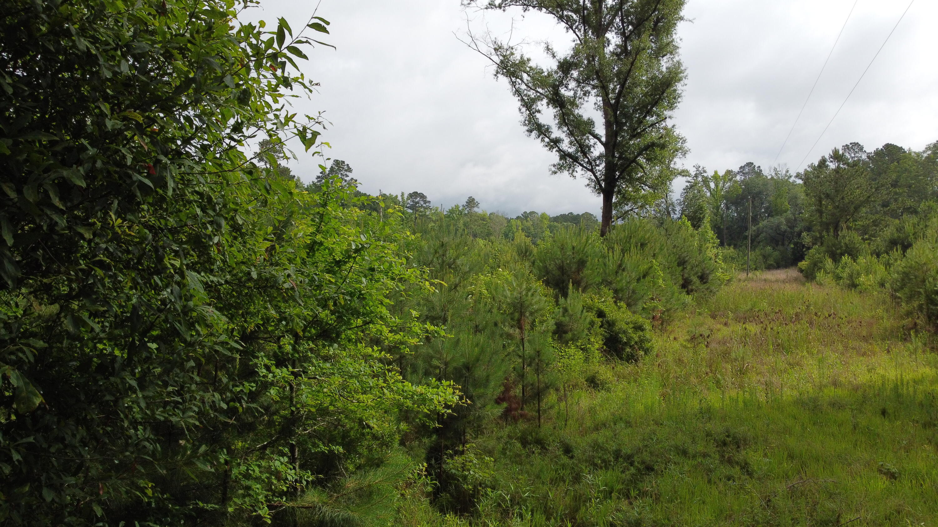 126 Batten Way Ridgeville, SC 29472 - Photo 4 of 25 DJI_0504