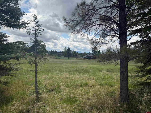 a view of a garden with a tree