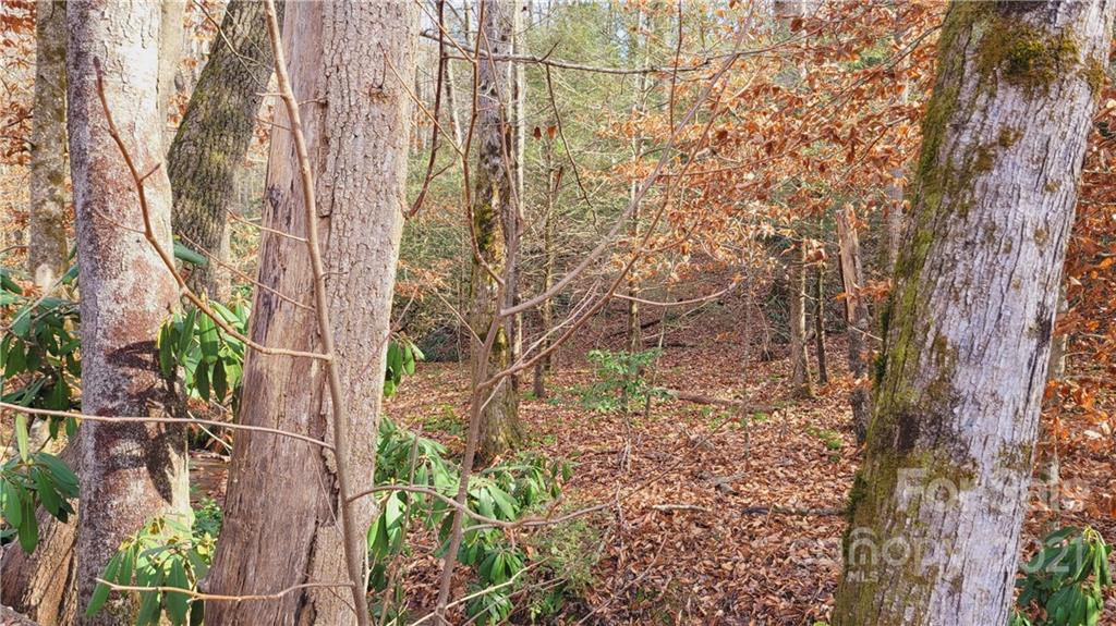 Vl Bat Cave Road Old Fort, NC 28762 - Photo 1 of 15 a picture of a tree
