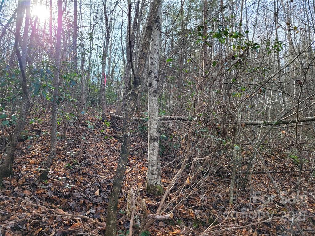 Vl Bat Cave Road Old Fort, NC 28762 - Photo 4 of 15 a view of a forest with lots of trees