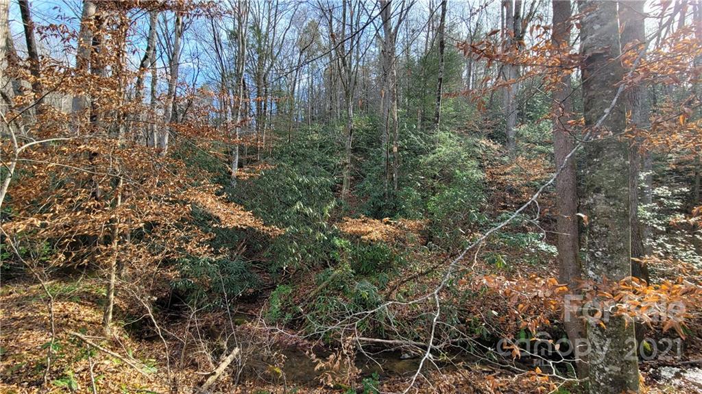 Vl Bat Cave Road Old Fort, NC 28762 - Photo 6 of 15 a view of a forest with a tree