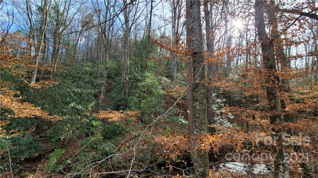Vl Bat Cave Road Old Fort, NC 28762 - Photo 7 of 15 a view of a forest with lots of trees