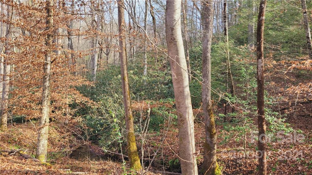 Vl Bat Cave Road Old Fort, NC 28762 - Photo 9 of 15 a view of a forest