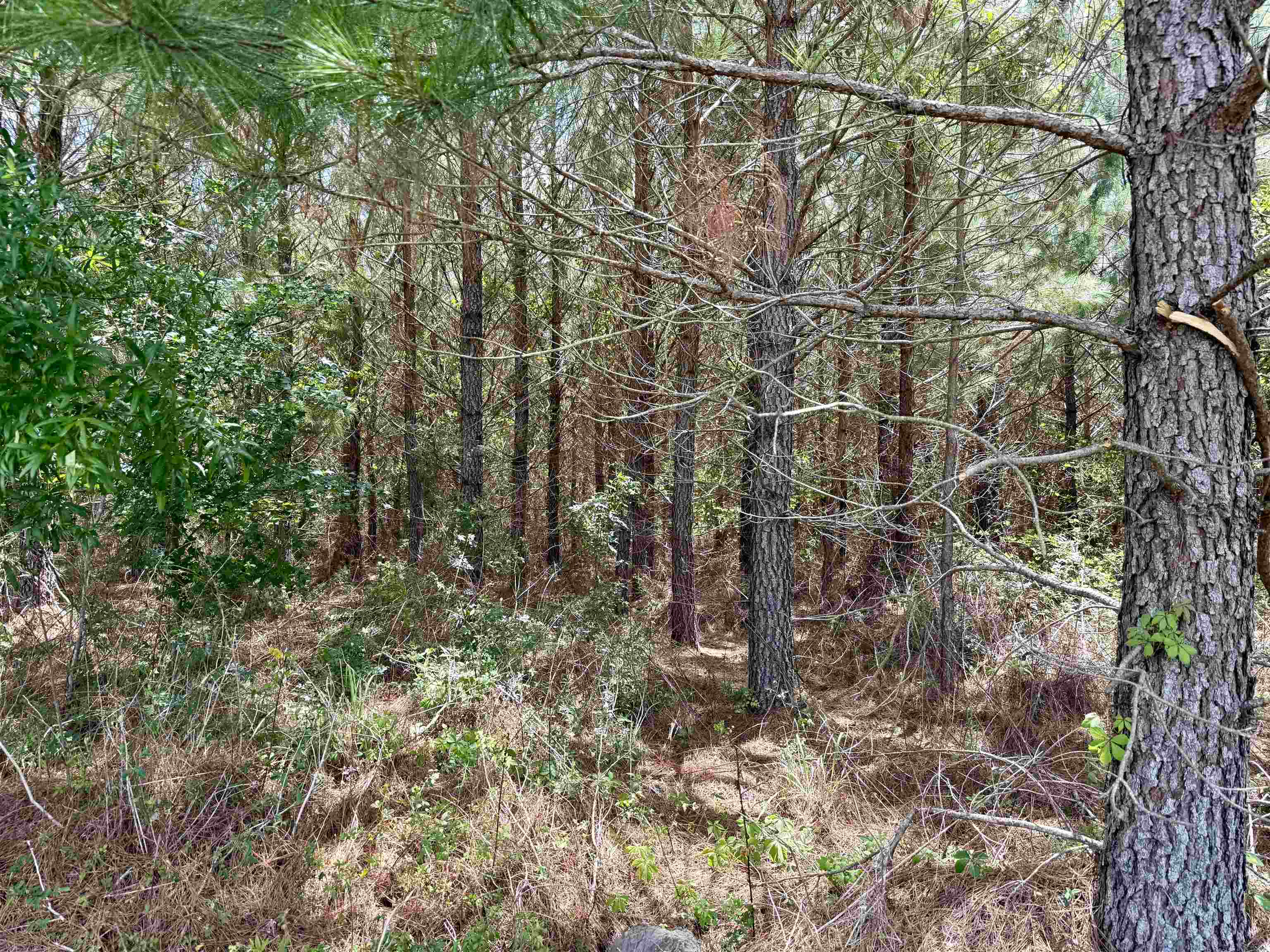 83.03-acres - Birch Creek Road Andrews, SC 29510 - Photo 18 of 25