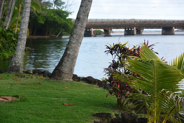 a view of a garden with plants