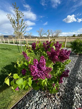 a view of a bunch of flowers