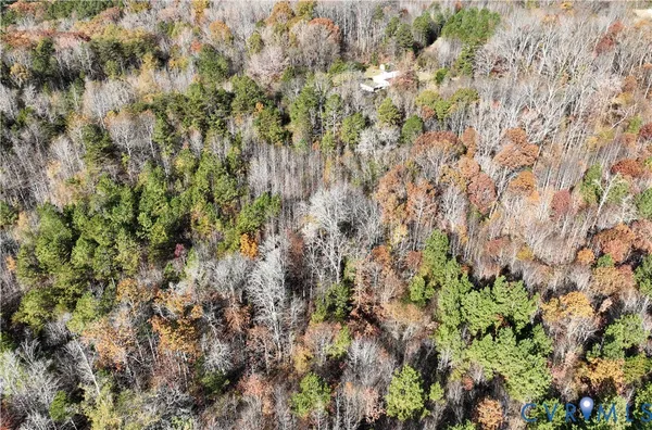a view of a forest with a tree