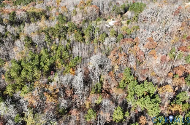 a view of a forest with a tree