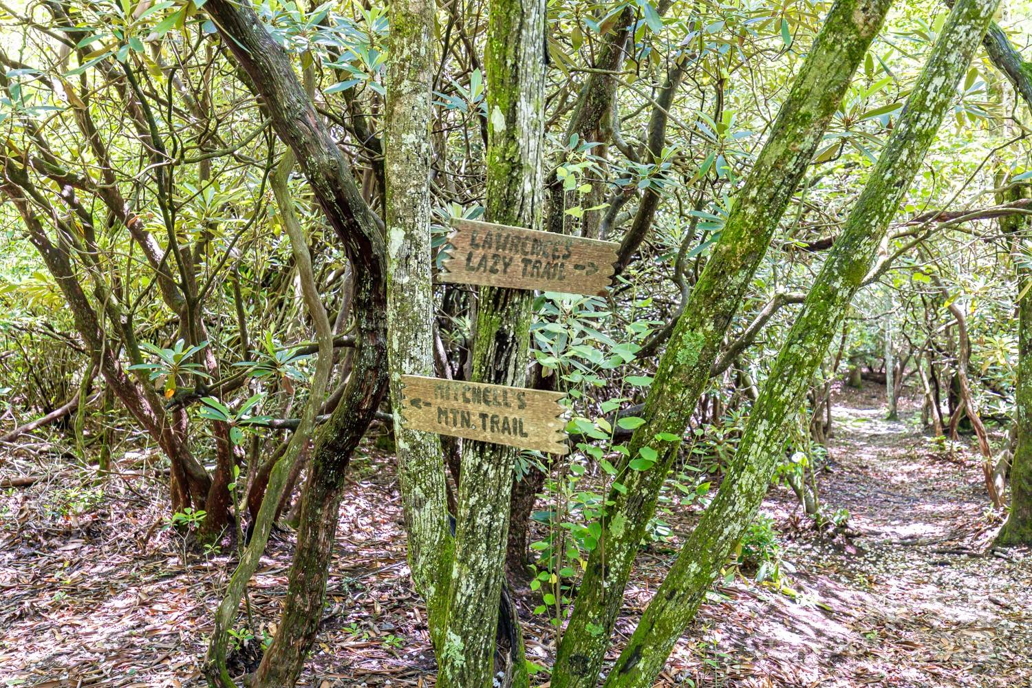 26 Upper Ridge Road Black Mountain, NC 28711 - Photo 35 of 42