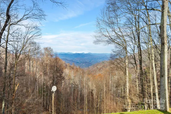 a view of a forest